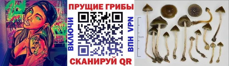 Псилоцибиновые грибы ЛСД  где купить наркотик  Всеволожск 
